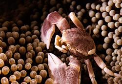 Porcelain Crab - Puerto Galera, Philippines.